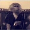 Animalitos tiernos🥰 10
