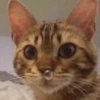 REAÇÕES DE GATOS FOFISS❤️❤️ 9