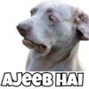 Dogs Funny Reactions  10