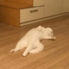 Kucing Lucu 1 30