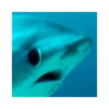 Meme ikan 14
