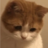 Kucing Lucu 1 10