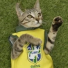 Animais Torcedores Brasil 🇧🇷 11