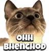Cats 5