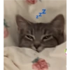Gatitos 10
