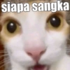 Meme kucing core 🐈 13