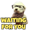 Dogs Funny Reactions  5