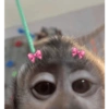 Monito con moñitos