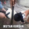 Idul adha kurban 8