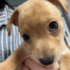 Perritos para contestar 🐕🐾 9