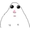 Hamster 6 13
