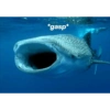 Meme ikan 20