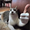 REAÇÕES DE GATOS FOFISS❤️❤️ 7
