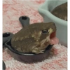 ANIMALITOS 🌟🥹 22