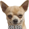 GOLOSA