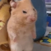 ANIMALITOS 🥺☀️ 12