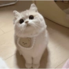 Bichinhos para o seu chat 🐱🐈🐕🐶 8