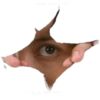 Memes aleatórios 19