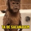 MACACOS 🙈 (COM TEXTO) 4