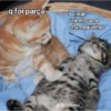 Gatinhos  23