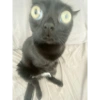 Gatinhos  27