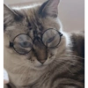 O gato chateado 12