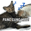 z² Z PANG GANG LIAO!