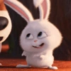 Snowball 🐰 (3) 6