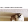 Meme 7