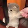 Gatinhos. | @ocenferios  Haki. 5