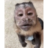Macaquinhos 19