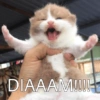 Meme kucing core 🐈 11