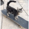 Gatinhos  29