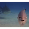 Meme ikan 10