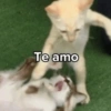 Te amo