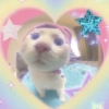 ANIMALITOS 🌟🥹 10