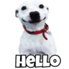 Dogs Funny Reactions  11