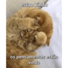 Gatinhos  16