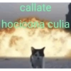 Funny cats - Pak 1 27