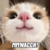 Meme Kucing Lucu 🐱 8