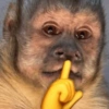 Adesivos de macaquinhos 12