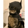 Gatinhos  30