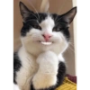 Memes engraçados de gatos 13