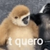 t quero