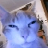 Gatinhos. | @ocenferios  Haki. 13