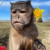 Moods de Changuitos! 🐒 9