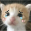 Kucing 6