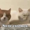 🧿 Anima tu chat😂😋 17