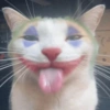 GATOS ENGRAÇADOS🤣 11