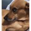 Cachorro meme 12